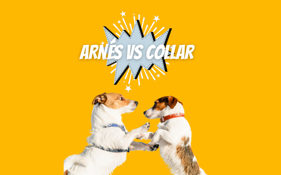 ¿Qué es mejor para mi perro: collar o arnés?