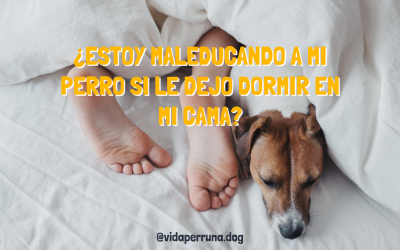 ¿Estoy mal educando a mi perro si le dejo dormir en mi cama?