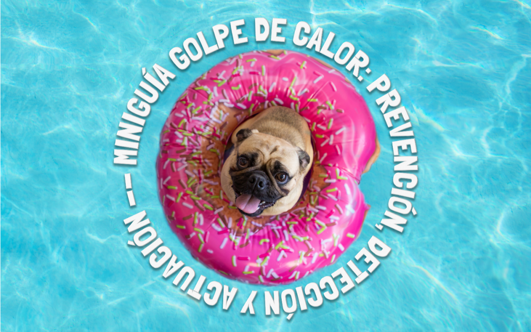 Miniguía Golpe de Calor en perros: Prevención, detección y actuación