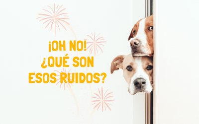 Cómo ayudar a tu perro durante la pirotecnia o petardos
