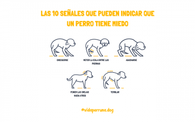 10 señales que pueden indicar que un perro tiene miedo