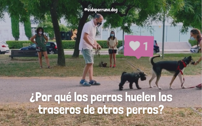 ¿Por qué los perros huelen los traseros de otros perros?